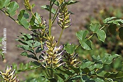 Lakritze