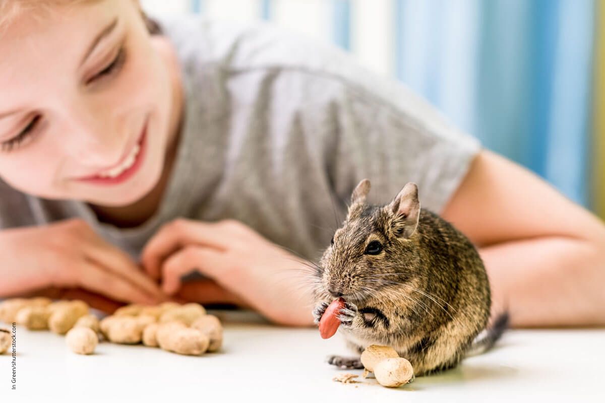 Beitragstitel: Wer eine Erdnussallergie hat, sollte die Hülsenfrüchte lieber seinem Hausnager überlassen. Beitragsbild: Wer eine Erdnussallergie hat, sollte die Hülsenfrüchte lieber seinem Hausnager überlassen.