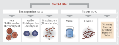 Das Blut: Blutplasma und Blutkörperchen