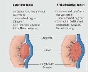 Entstehung Von Krebs