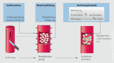 Blutgerinnung