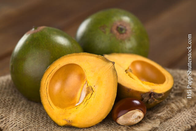 Lucuma